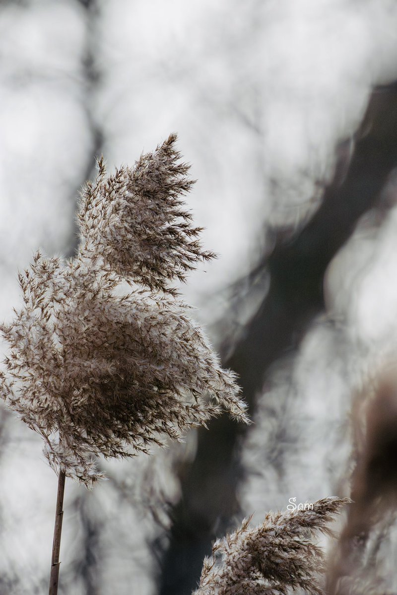 no birds no problem 😆