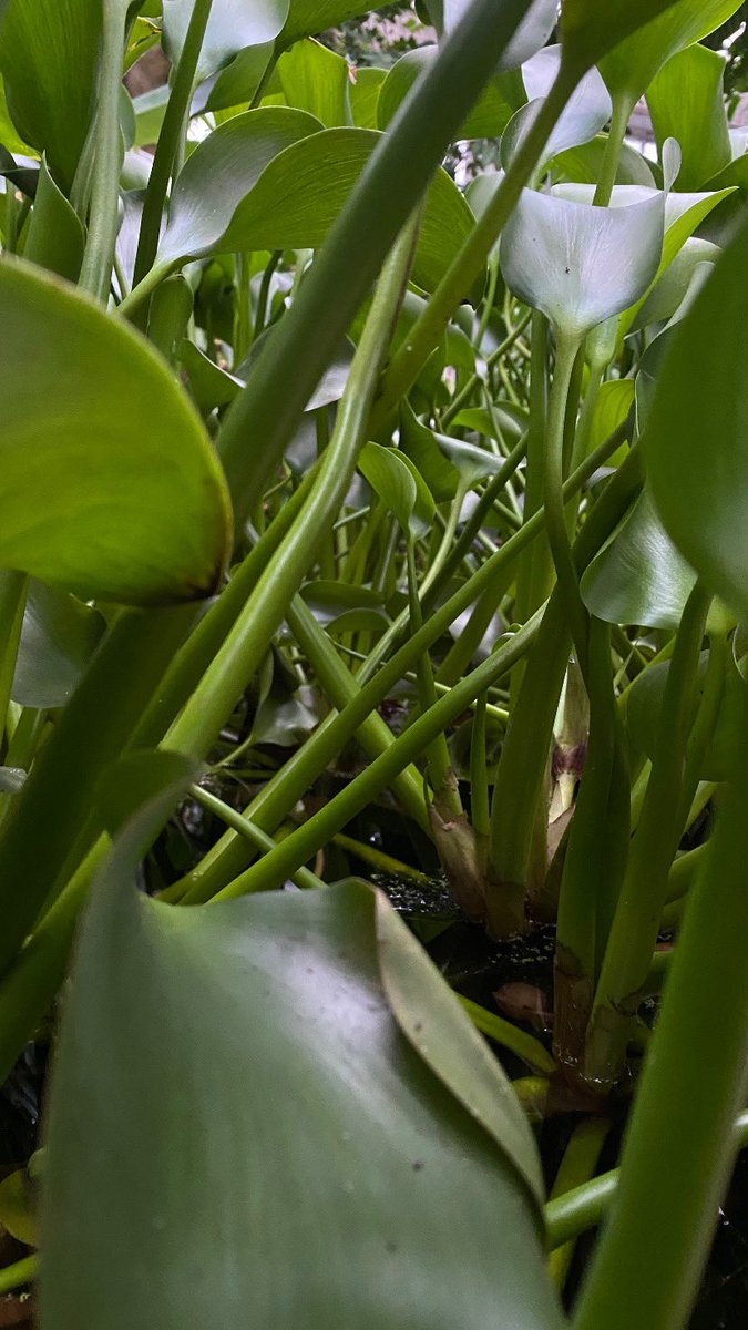 SEEDARRT tweet media