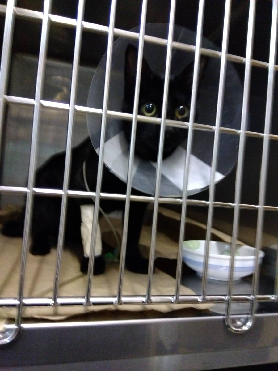 元気そうでよかったです🐈‍⬛
明日退院出来るんですって😊
餅つきの合間に迎え行ってきます♬♬
自宅で体調コントロール出来るように効果的なお薬、取り寄せてくれているんてすって

回復してくれてよかったです🙏💕

#保護猫
#ちーちゃん
#黒猫
#男の子
#弟の猫てすが2人で保護