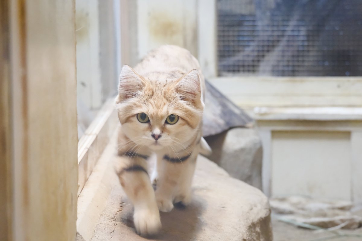 スナネコ 埼玉県こども動物自然公園 #写真 スナネコ 砂漠の天使 FUJIFILM X-T50