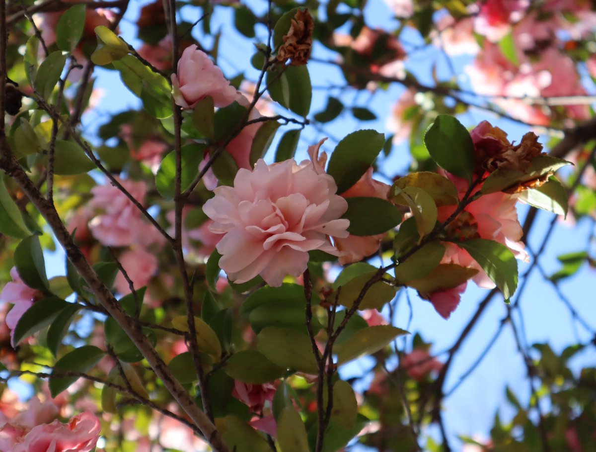 Nature Plants_hana_ Community on X - 537 Members