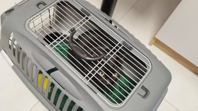 Nie rozumiemy, dlaczego ta zbiórka idzie tak wolno… Brownie i Jerry nie proszą o luksusy. Proszą o jedzenie bez bólu. O zabieg, który jest konieczny TERAZ. Brakuje jeszcze 984 zł 💔 

pomagam.pl/brownie-jerry-…