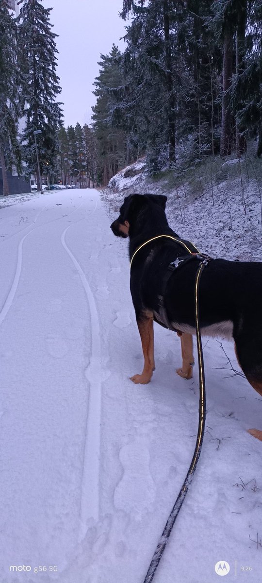 Aamulenkillä ilo ylimmillään kun on tullut lunta 😄