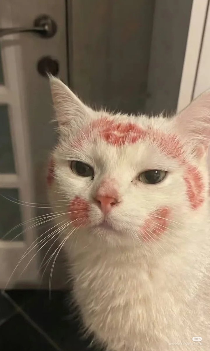 nocontextscats's tweet image. 😚