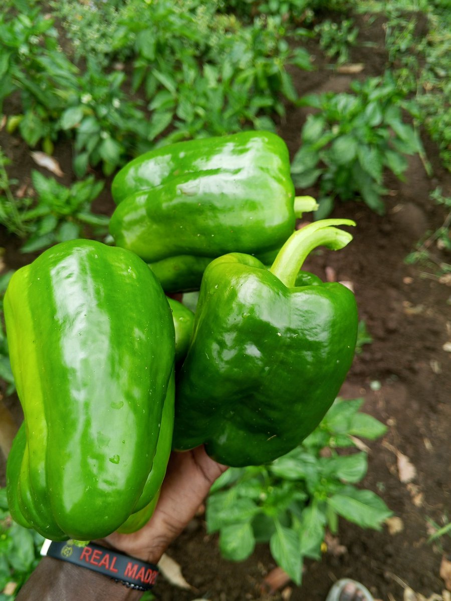 _washington4rl's tweet photo. Fresh from the farm! ๐ฟ๐ Green bell peppers ready to spice up meals!
#FreshProduce #FarmLife #kilimo https://t.co/YkG1BcpdgH