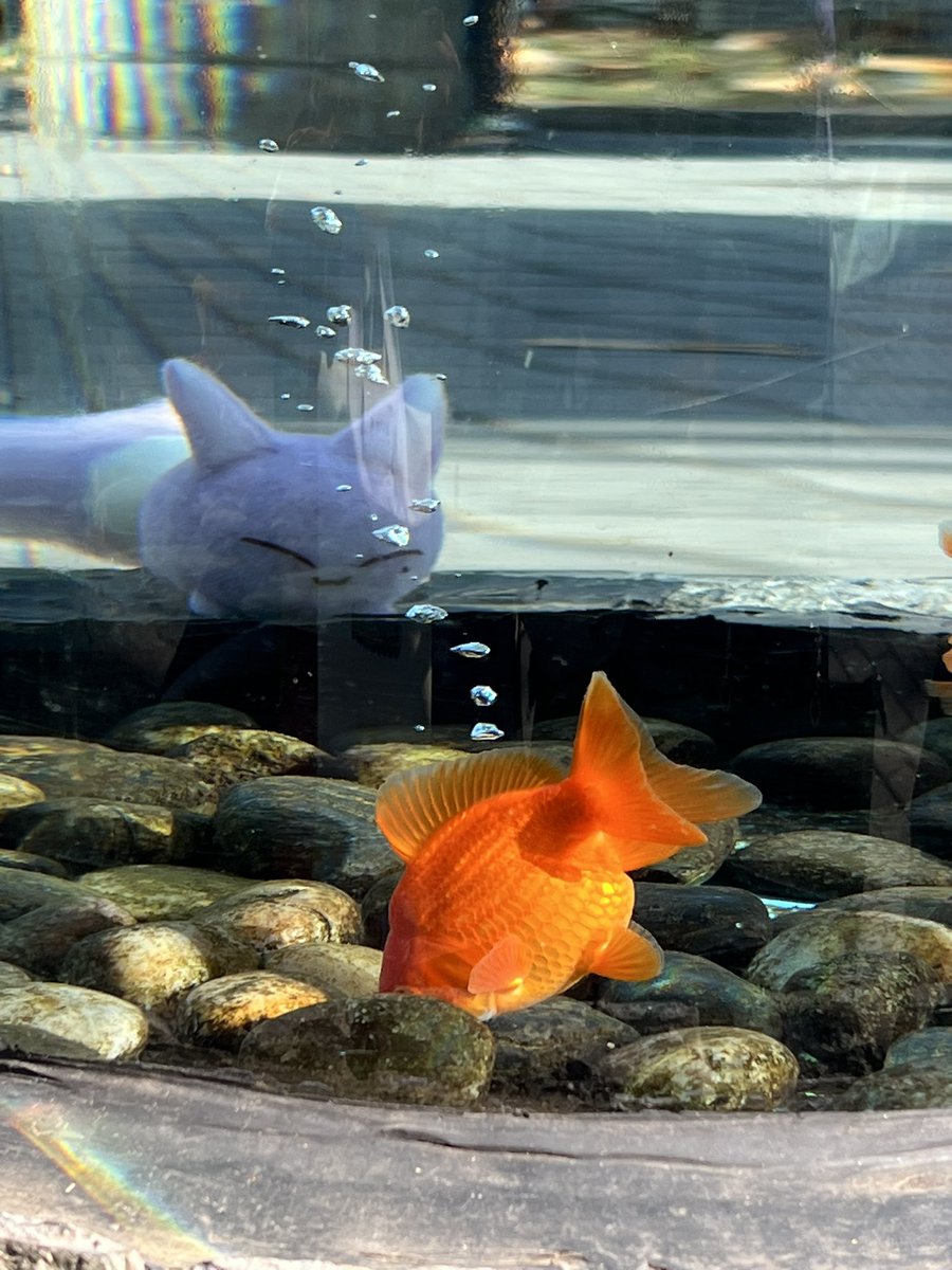 赤盏-Akazan (@akazan_0425) on Twitter photo 