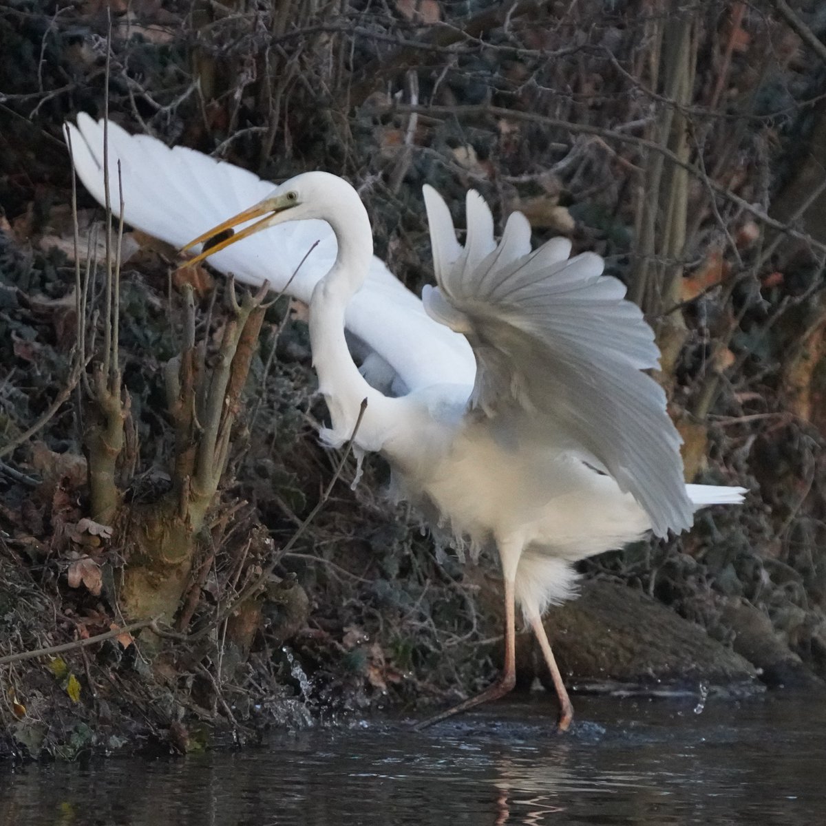 Wildlife_Fotos's tweet photo. Silberreiher - naturgetreue Vogel und Wildlife Fotografie aus Blankenburg. Folgt mir gerne auf: https://t.co/09neWRo59c #bird #sperber #greifvogel #birds #Tiere #vogel #sonya7riv #NatureLovers #brandenburg #sonya7riv #nature撮影会 #birdphotography https://t.co/2XEvLIJVIX