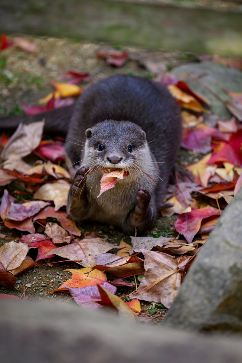 むぎ (@mugimugi_z) / Posts / X