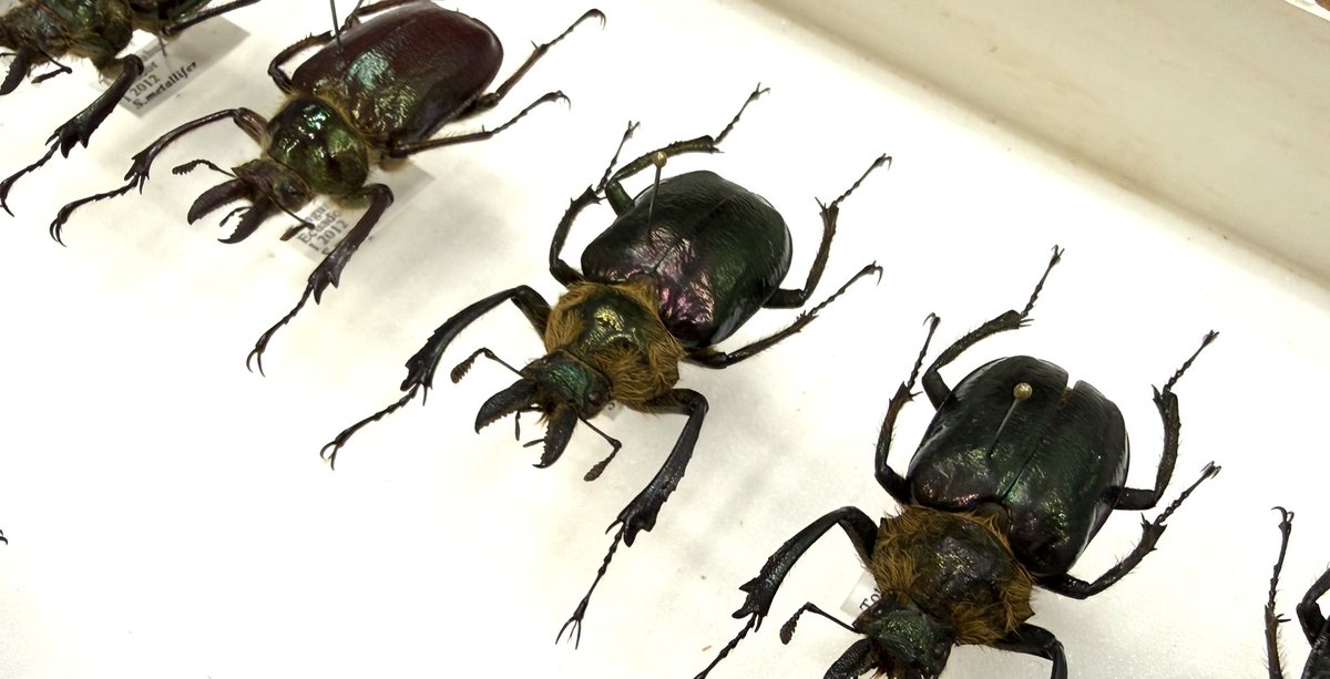 むし社 (@mushi2091) / Posts / X