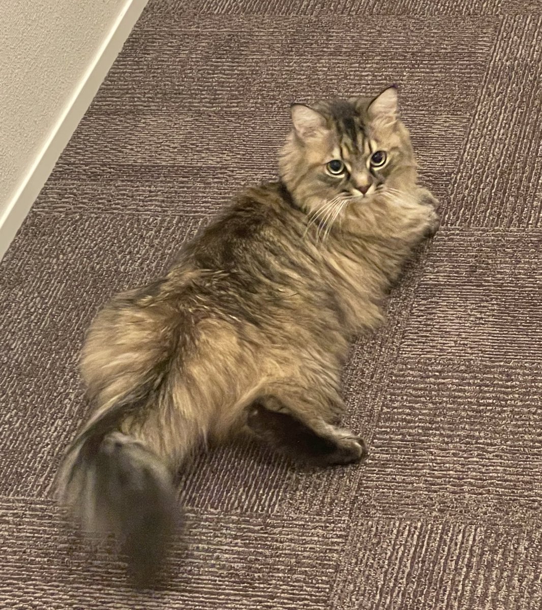 き*さ様 今月ラスト【ご祈祷付,オーダー形式⛩️✩.*˚】リピ様も可能です き*さ様 今月ラスト【ご祈祷付,オーダー形式⛩️✩.*˚】リピ