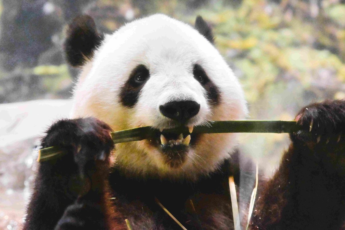 いつまでも忘れない #シャオシャオ。

2025-6-1 #上野動物園