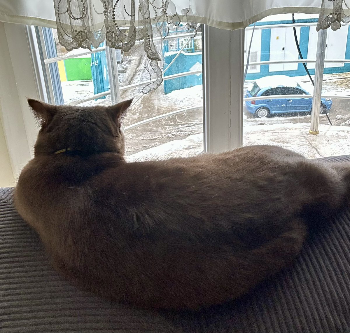 şurfaya kar getirdi.