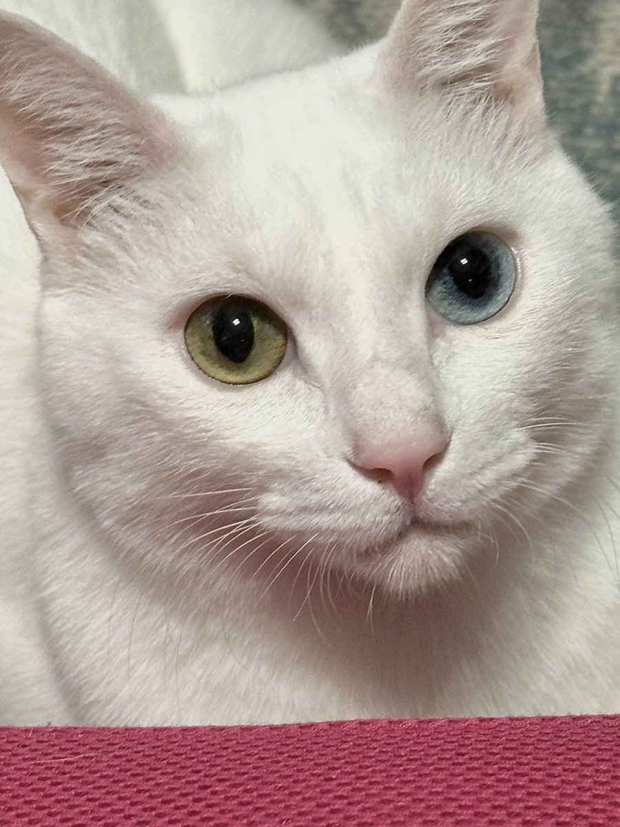 どこかの猫好き どこの猫も世界一可愛いと思ってるタイプの猫好きだけど、うちの猫たち