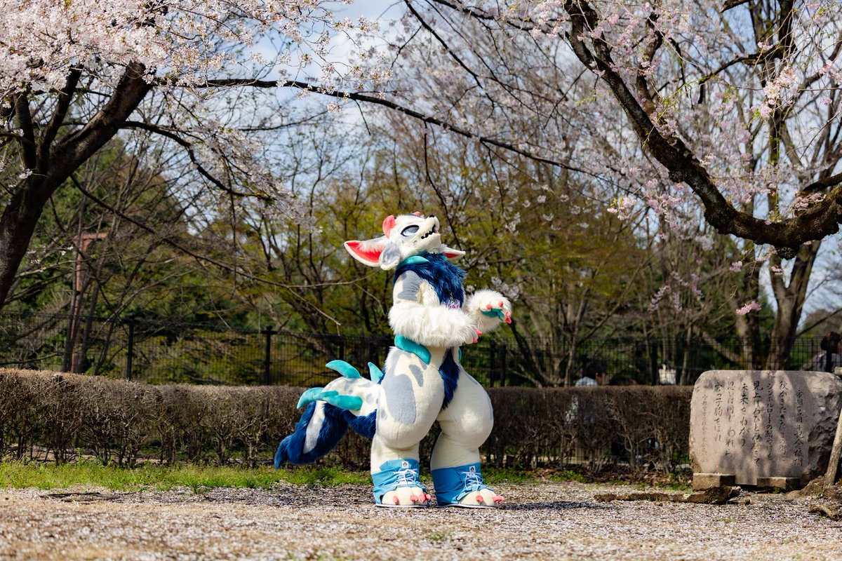 Samiすぎるからはよ春になれ🥺
📸：るくnyaさん