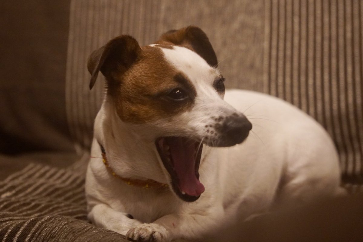 dd_studio's tweet image. やれやれ