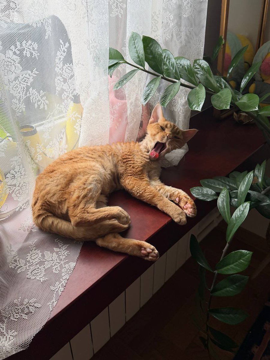 а впрочем у нас лапки