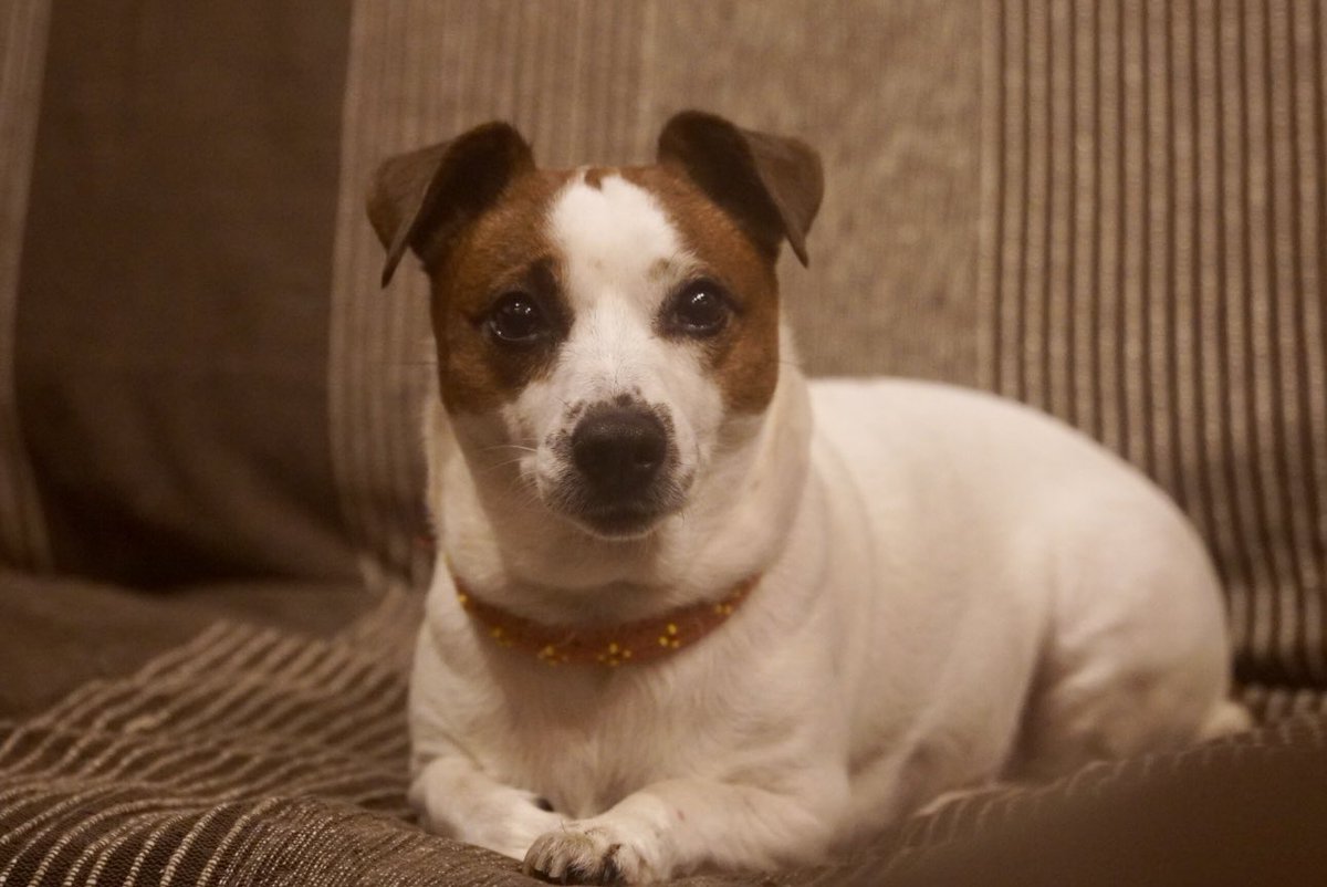 dd_studio's tweet image. くるみ店長も一年間お疲れ様、ありがとう。