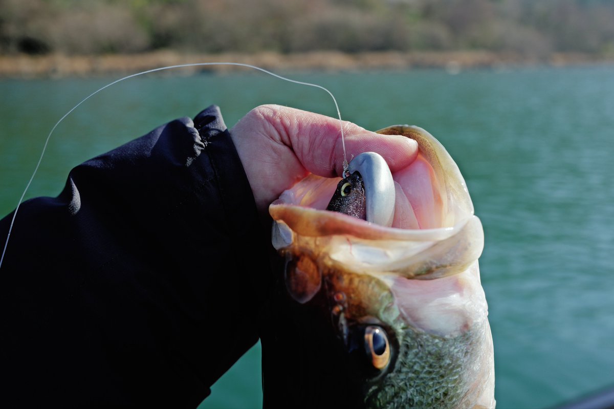 Megabass メガバス株式会社 (@megabass_jp) / Posts / X