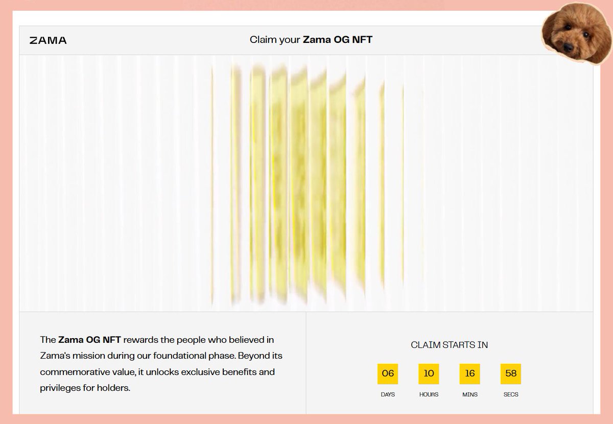 Poodle 🐩 tweet media