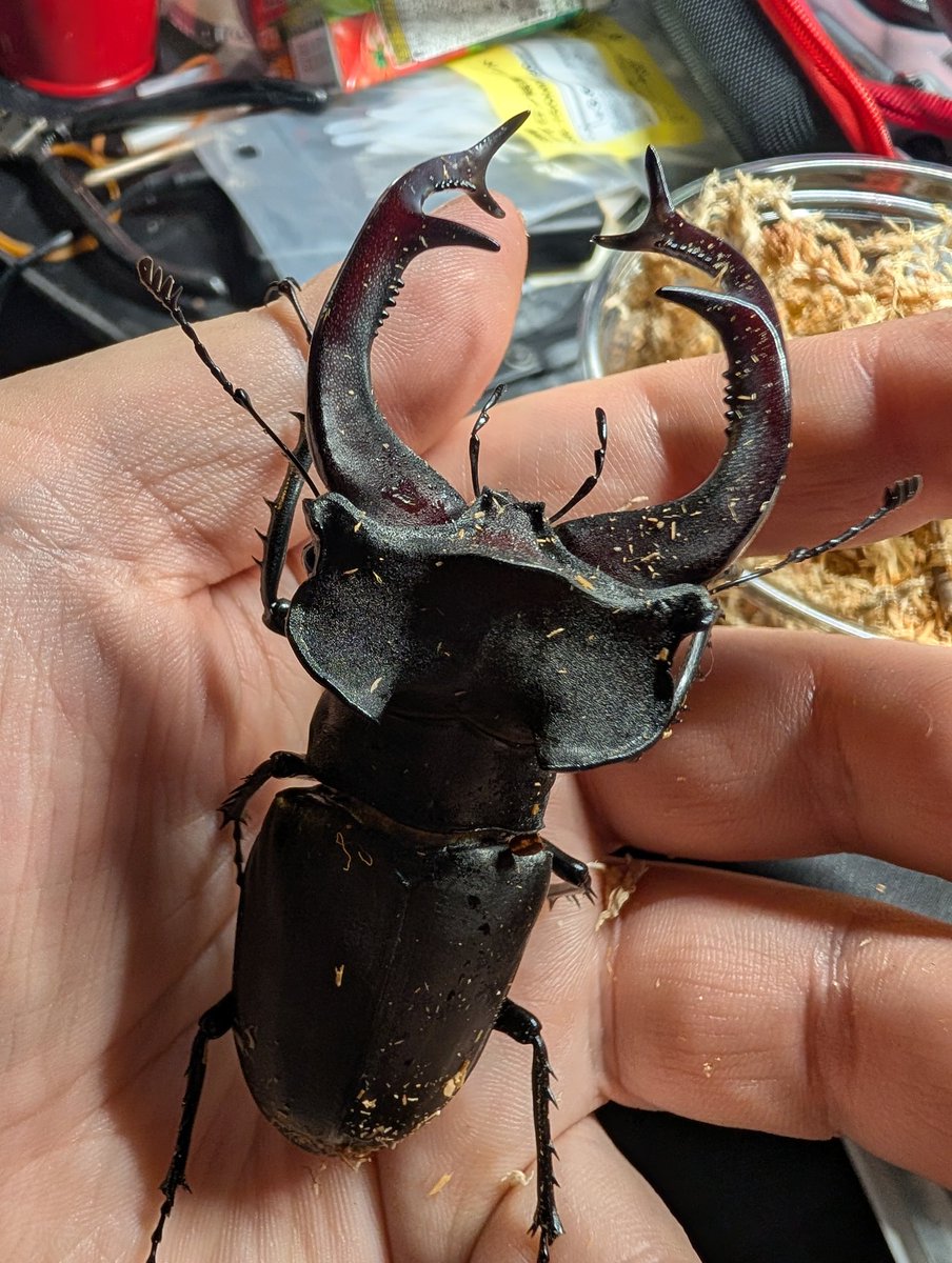 やっぱユダイクスは格好良いわ〜
半年後に会いましょう

#クワガタ　#ユダイクス　#ミヤマ