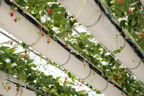 hangzhoufeel's tweet photo. 🍓☁️Strawberries falling from the sky in Hangzhou? In #Linping, a high-tech farm has created a stunning "strawberry waterfall" where you can pick berries standing up—just tap your phone and the hanging fields rise and fall. Farming has officially entered sci-fi mode!
#Hangzhou #Strawberry #agriculture