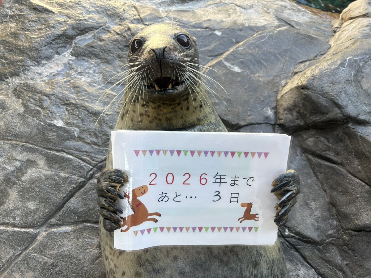 あざらし同好会 (@azarasi_suisui) / Posts / X