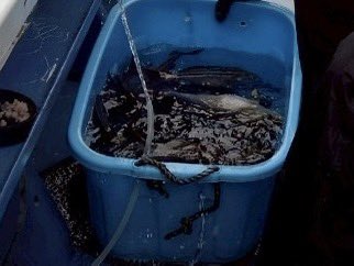 ⑥イサキ（釣り船への乗船権利）
買ったっていうか正確には釣ったなんだけどまあ経済のルートには乗っているので。初心者でも沢山釣れると誘われていたがなんか処理大変そうで断り続けていたが、あまりに釣れない日が続いたので勝ちたくて行った。勝ちまくり釣れまくりで味もうまいので来年も絶対行く