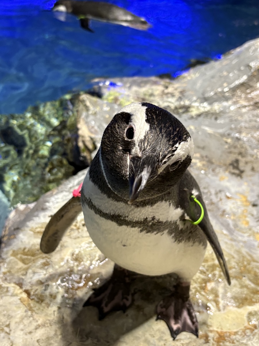 すみだ水族館【公式】 (@Sumida_Aquarium) / Posts and Replies / X