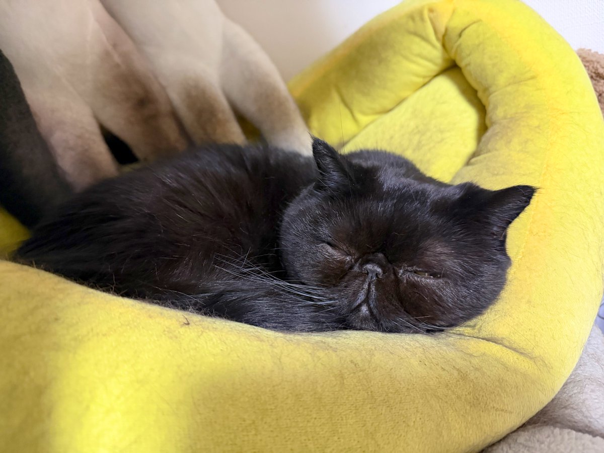 しぃちゃん (@shi_chan347) / Posts / X