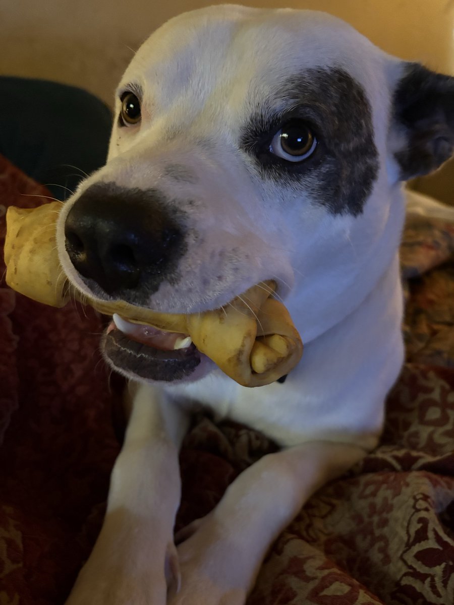 Dogo Argentino tweet media