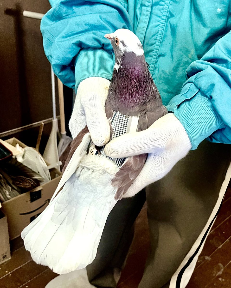 やーと。 (@ys_aviary) / Posts / X