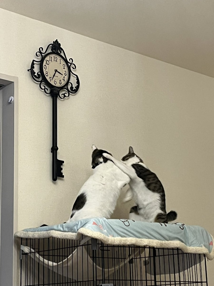 mkhvvvvvv's tweet photo. 猫はストーブに乗らないのでしょうか…？
石油ストーブを使っていましたが、猫をお迎え後は出していません。初めての猫生活、やんちゃ対策におわれております。#猫好きさんと繋がりたい https://t.co/tWlpPV7YOO