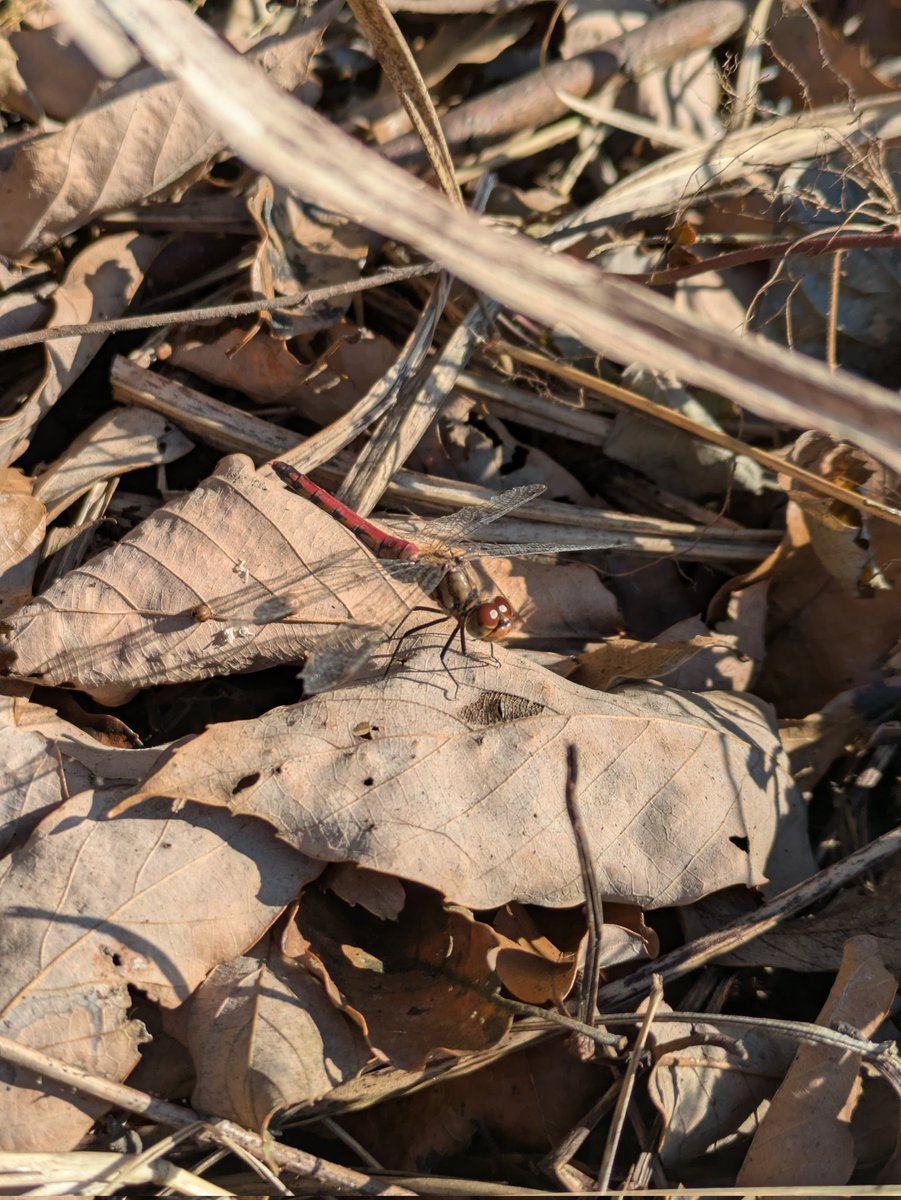 年末に蜻蛉を見るとは