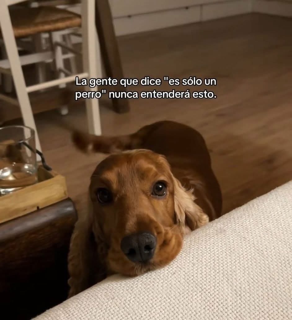 Dilo con perritos (@diloconperritos) on Twitter photo 