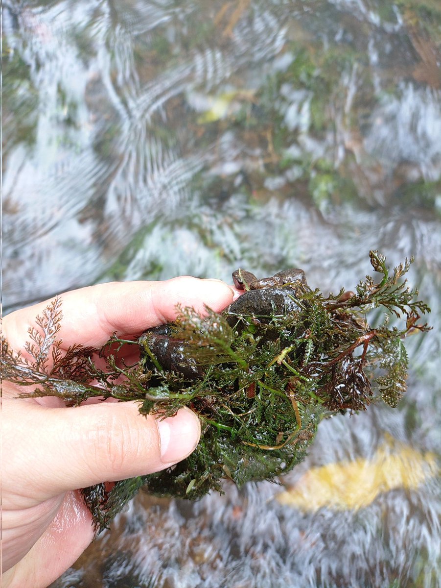 futamura_plants's tweet image. WiFi環境に戻ったのでカワゴケソウの動画と写真をアップできる！
前日雨で増水はしてないまでもささ濁りでした。いつもはクリアウォーターだそう。
シダのような草体で葉柄が赤いのがかっこいい！
川底の小石に着生していて簡単に拾って戻せるが、活着力はかなり強く、簡単に剥がれる事はなさそう。