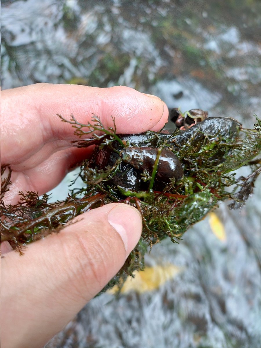 futamura_plants's tweet image. WiFi環境に戻ったのでカワゴケソウの動画と写真をアップできる！
前日雨で増水はしてないまでもささ濁りでした。いつもはクリアウォーターだそう。
シダのような草体で葉柄が赤いのがかっこいい！
川底の小石に着生していて簡単に拾って戻せるが、活着力はかなり強く、簡単に剥がれる事はなさそう。