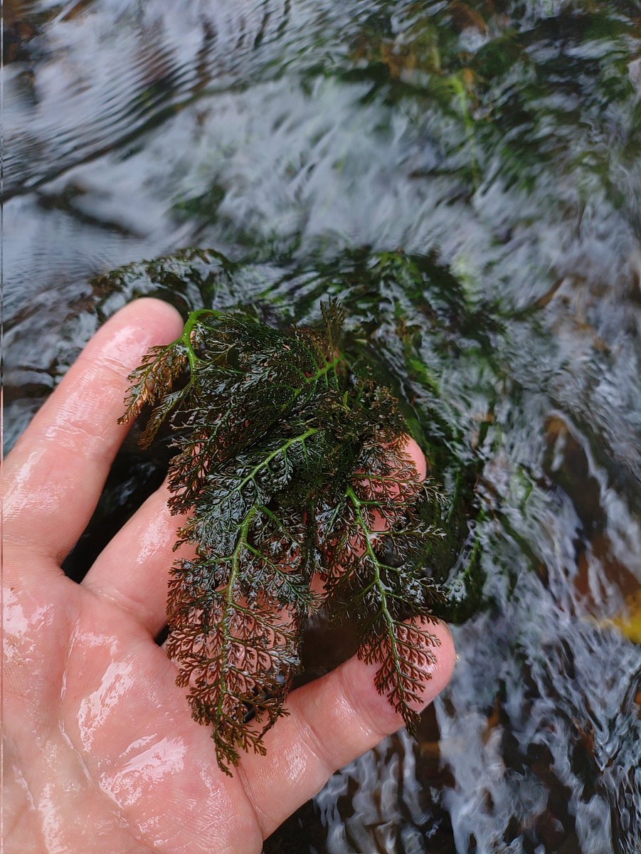 futamura_plants's tweet image. WiFi環境に戻ったのでカワゴケソウの動画と写真をアップできる！
前日雨で増水はしてないまでもささ濁りでした。いつもはクリアウォーターだそう。
シダのような草体で葉柄が赤いのがかっこいい！
川底の小石に着生していて簡単に拾って戻せるが、活着力はかなり強く、簡単に剥がれる事はなさそう。