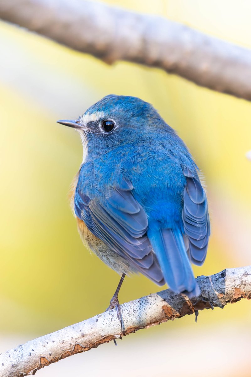 青い鳥って綺麗ですよね😊✨🎵
#ルリビタキ
#eosR5mark2
#rf600f4
#rf1.4×