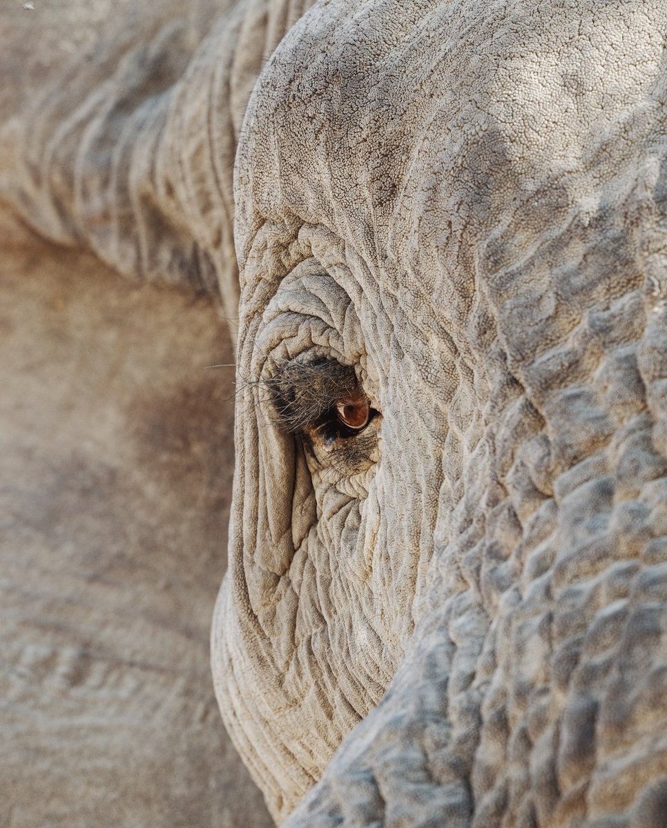 Look closer.
In this eye is memory, resilience, and a species still standing because it is protected.