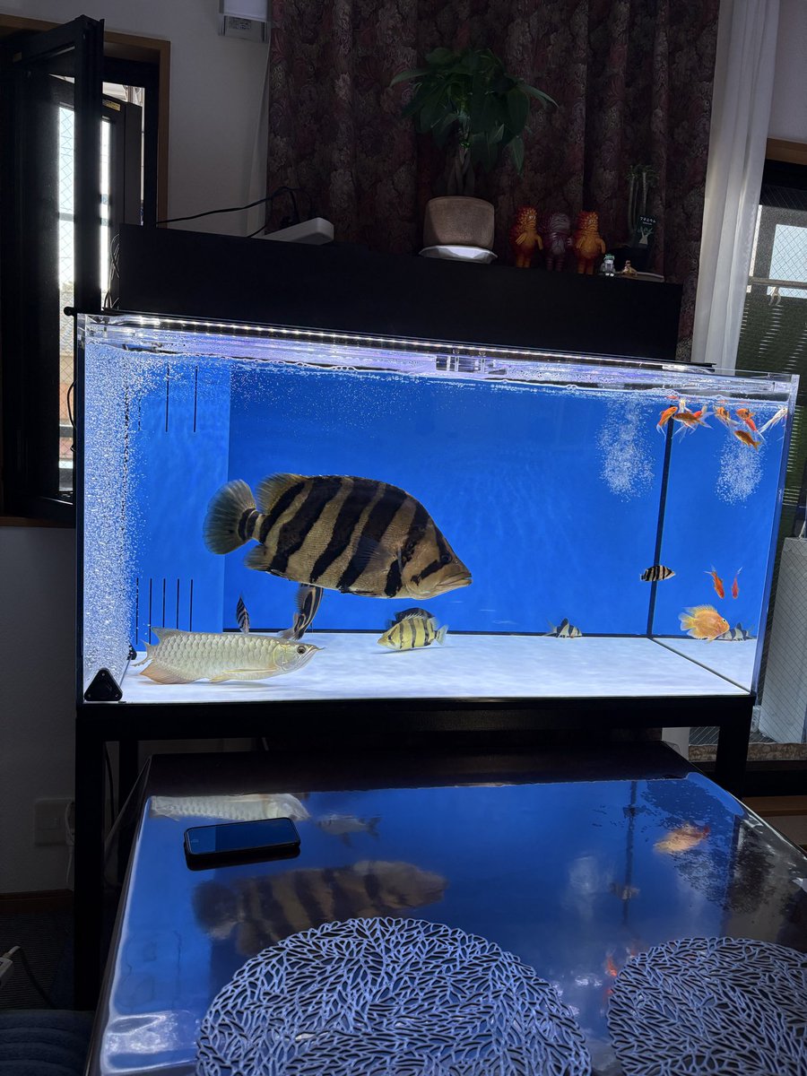 迫力ダトニオ、水槽セットご購入ありがとうございました💪💪