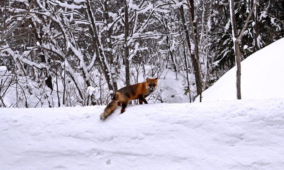 ひろりん△12/26～12/30 北海道 (@hiroring0323) / Posts / X