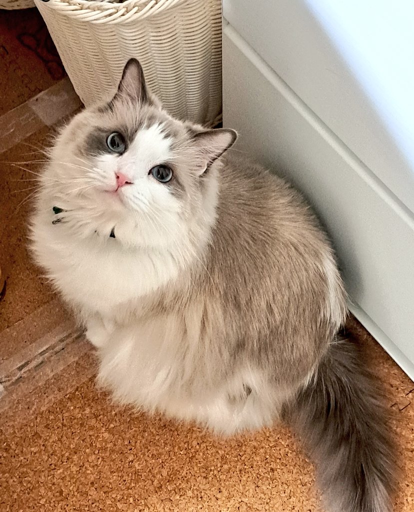 普段は目つきが悪いのに😽 よからぬことを考えてる時は💡 おめめ