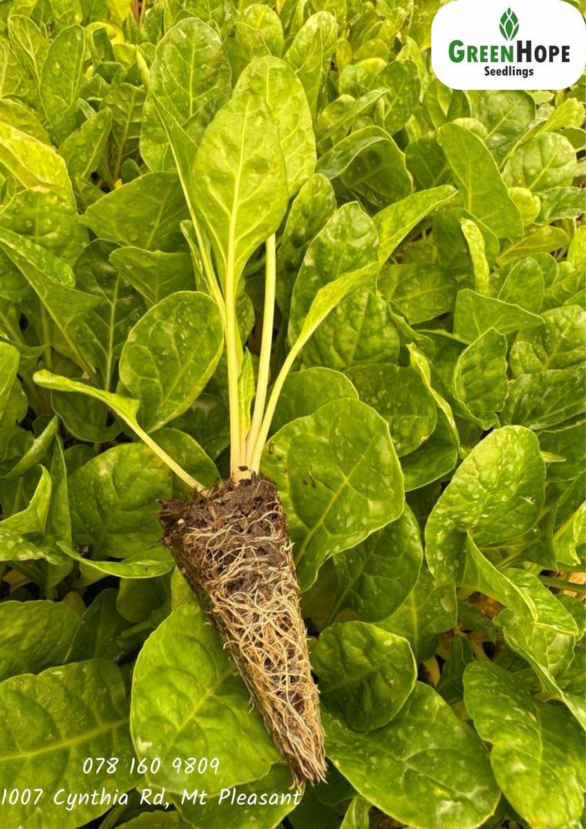 "Some things have to end for better things to come..."

Happy Last Monday of 2025 Farmers. 

#Greenhopeseedlings
#seedingyoursuccess