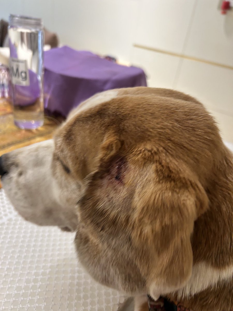 Neera_M_S's tweet photo. @mybmc My pet was bitten by a stray dog yesterday - JVPD area- the same dog has also had other aggression episodes. Please resolve this as it is dangerous for the dog walkers also https://t.co/IUVPrfFMTX