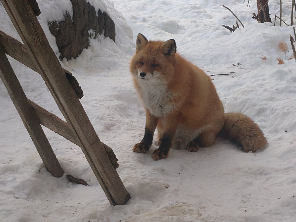 秋色狐 Post by Cheng-Ren🦊🐺 on X: はしごと広報部長