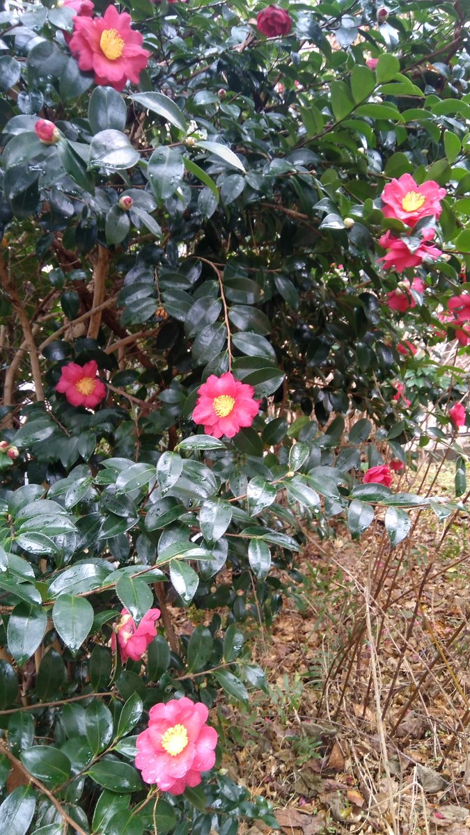 年末にパッと咲いたよ家の庭🌸