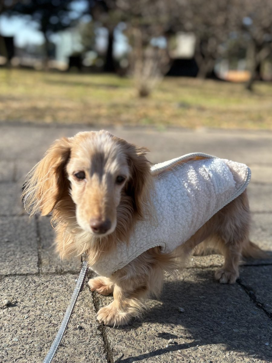 皆様こんにちは😊 今日のお散歩12:00🐕 ͗ ͗🐾ꔛෆ 風も無くﾎﾟｶﾎﾟｶ