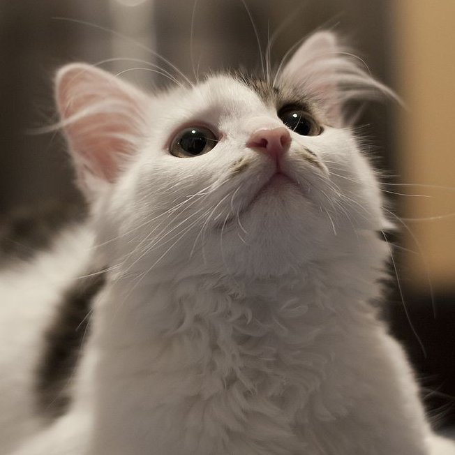 logan as cats tweet media