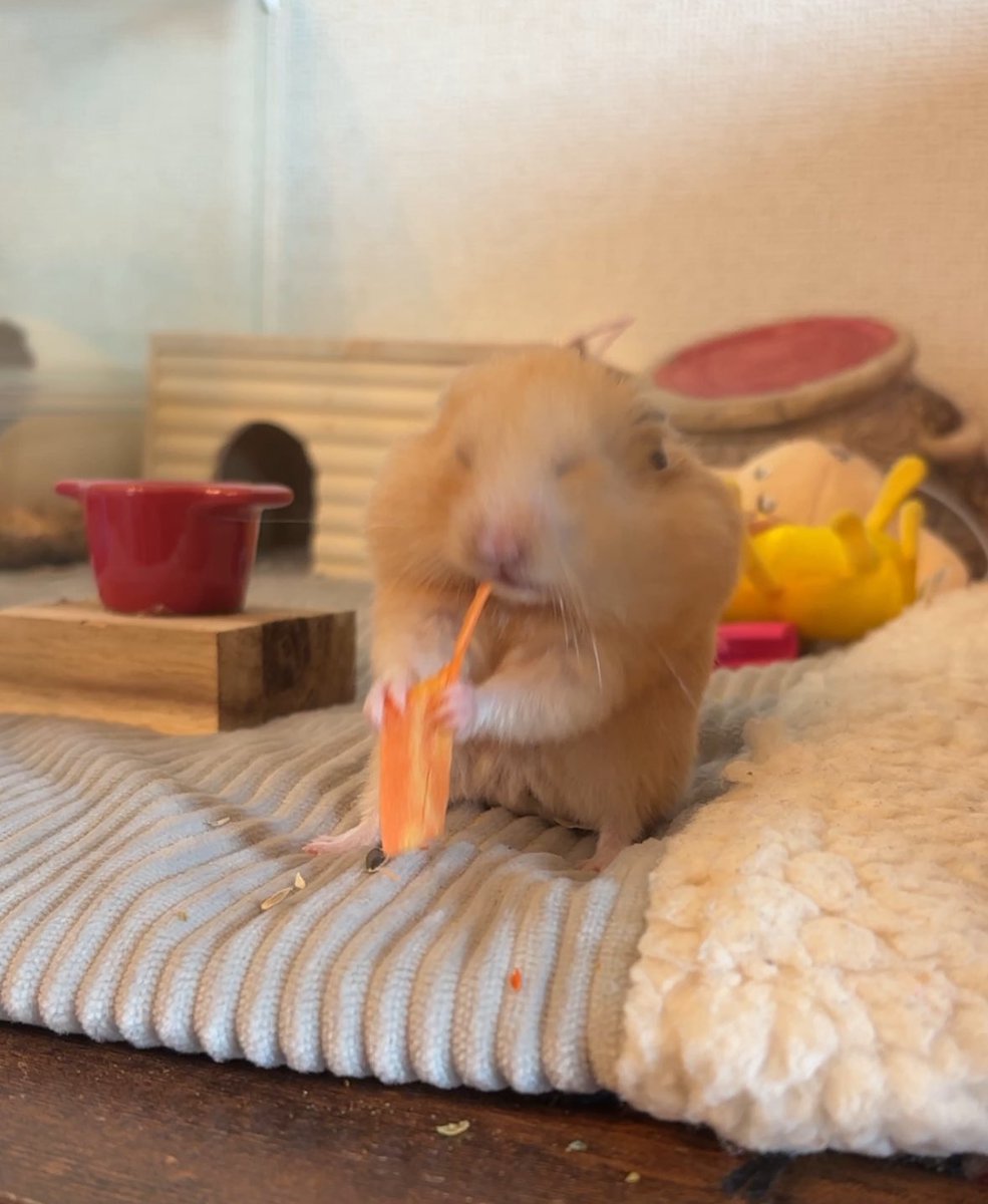 ハムスターの画像貼り付け場 Community on X - 7.0K Members