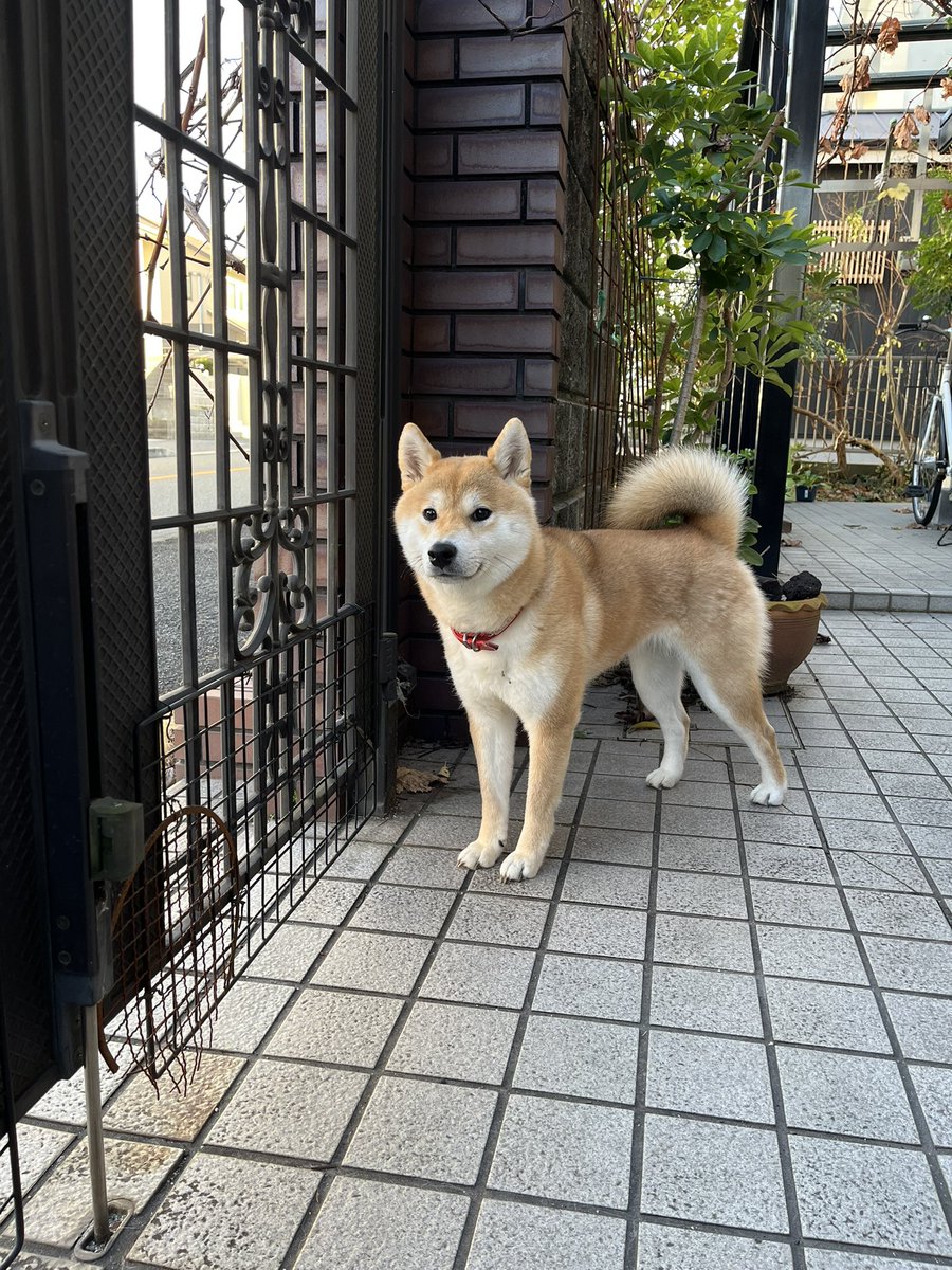 柴犬こめ1歳 (@shibainukome) / Posts and Replies / X